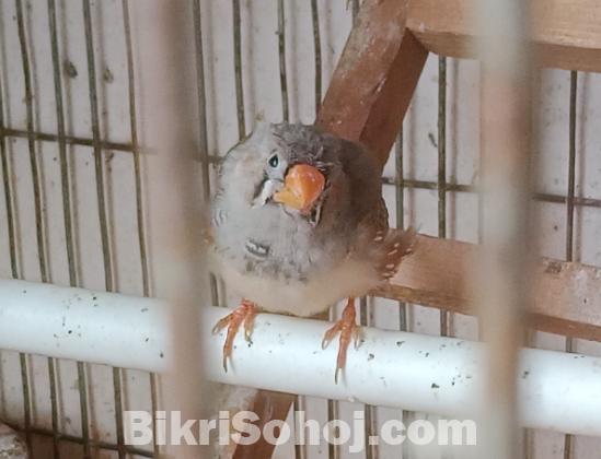 জাম্বু জেব্রা ফিঞ্চ